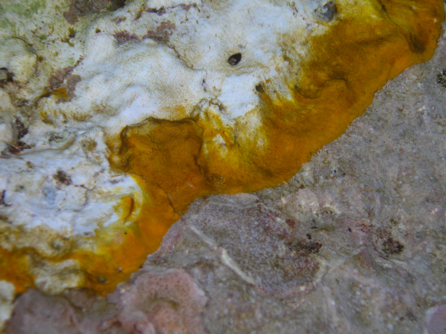 Coralline lethal orange disease. Credit: NOAA photo by Erin Looney