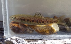 Redband Trout (above) are threatened by changing stream habitat.