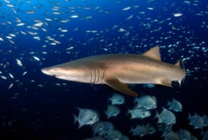 Sand Tiger Sharks at Home in Long Island’s Great South Bay – Fish