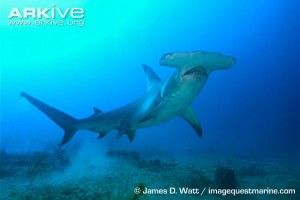 Great-hammerhead-swimming-up-from-seabed