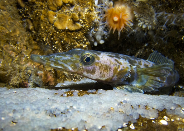 Antarctic dragonfish with eggs. Credit: Rob Robbins, US Antarctic Program.