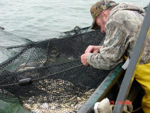 Trap net fisherman hauling in his catch of Yellow Perch Photo: Richard Kraus