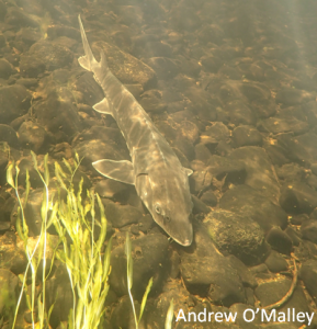 Shortnose sturgeon (Acipenser brevirostrum). Photo credit: A. O'Malley.