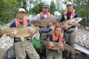 Figure 2. The Department of Fisheries and Oceans Canada Asian carp crew holds four grass carp caught in Lake Gibson, ON. 