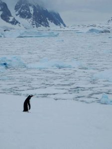 Overcast day in the Western Antarctic peninsula with a Chinstrap penguin. Photo by Cecilia O’Leary.