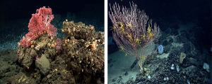 Deep-sea corals located in the seamount region of the Northeast Canyons and Seamounts Marine National Monument. Photo: The Safina Center.