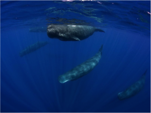Many whales, including endangered Sperm Whales, use this region for feeding. Photo: Smithsonian Magazine.