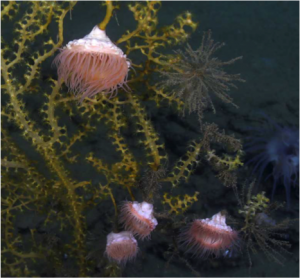 Deep Sea coral with Anemones. The brown materials are hydroids that settled on the dead part of the coral. Photo reproduced from C. Fisher and the Ocean Exploration.