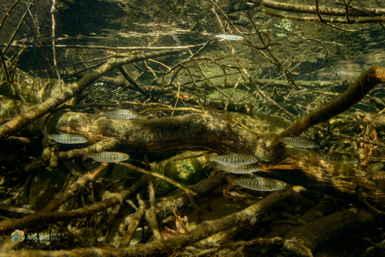 Forestry and fish habitat linked by restoration of large woody debris in  streams – Fish Habitat Section of the American Fisheries Society