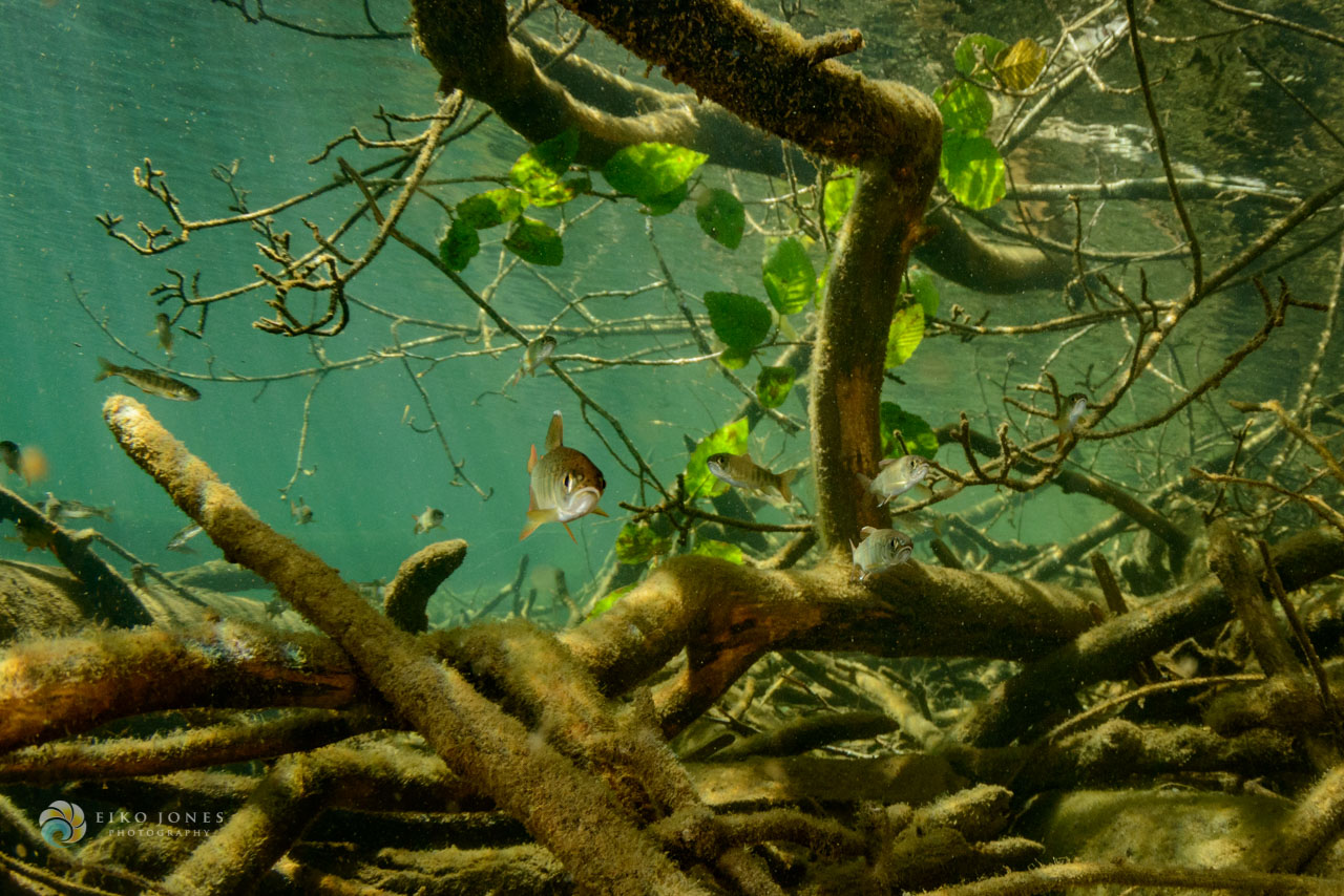 Forestry and fish habitat linked by restoration of large woody debris in  streams – Fish Habitat Section of the American Fisheries Society