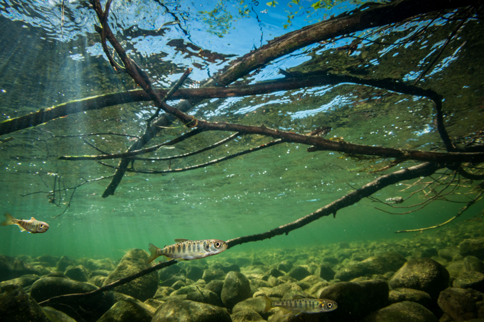 Forestry and fish habitat linked by restoration of large woody debris in  streams – Fish Habitat Section of the American Fisheries Society