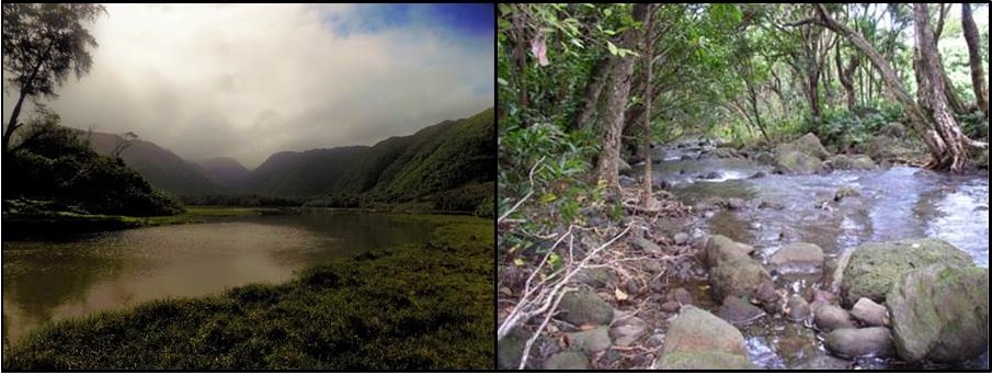 Chasing waterfalls: Freshwater fish from the Hawaiian Islands go