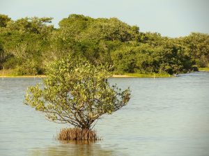 Black mangrove tree in water with pneumatophores visible.