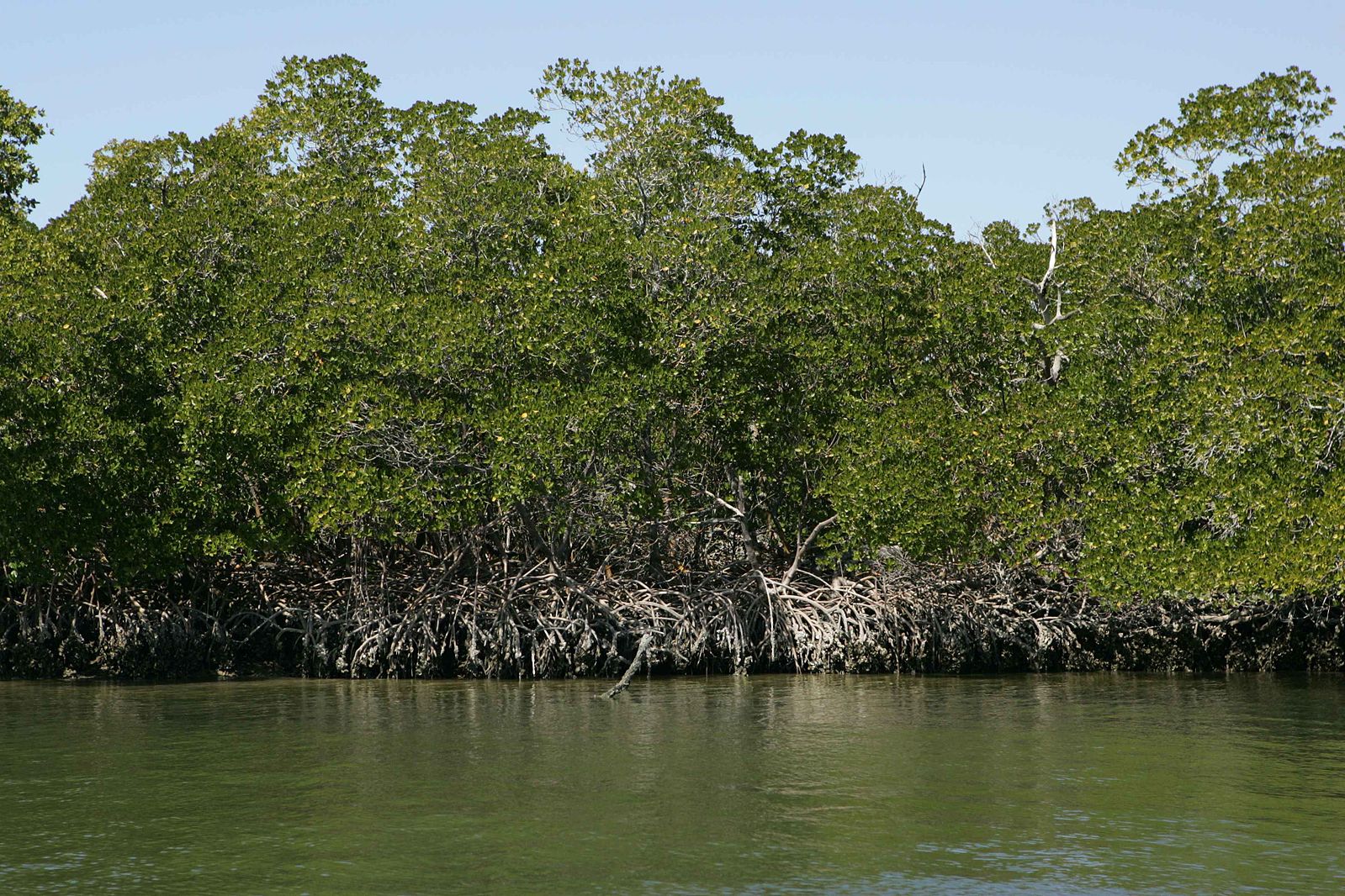 A stand of red mangrove trees.