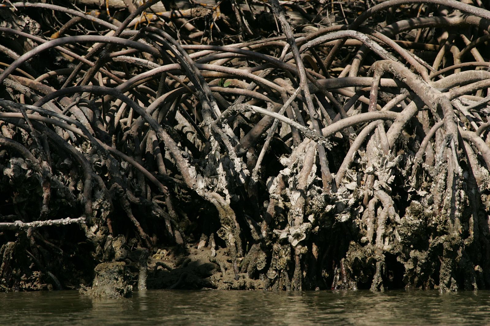 A close up of the root system of a red mangrove tree.