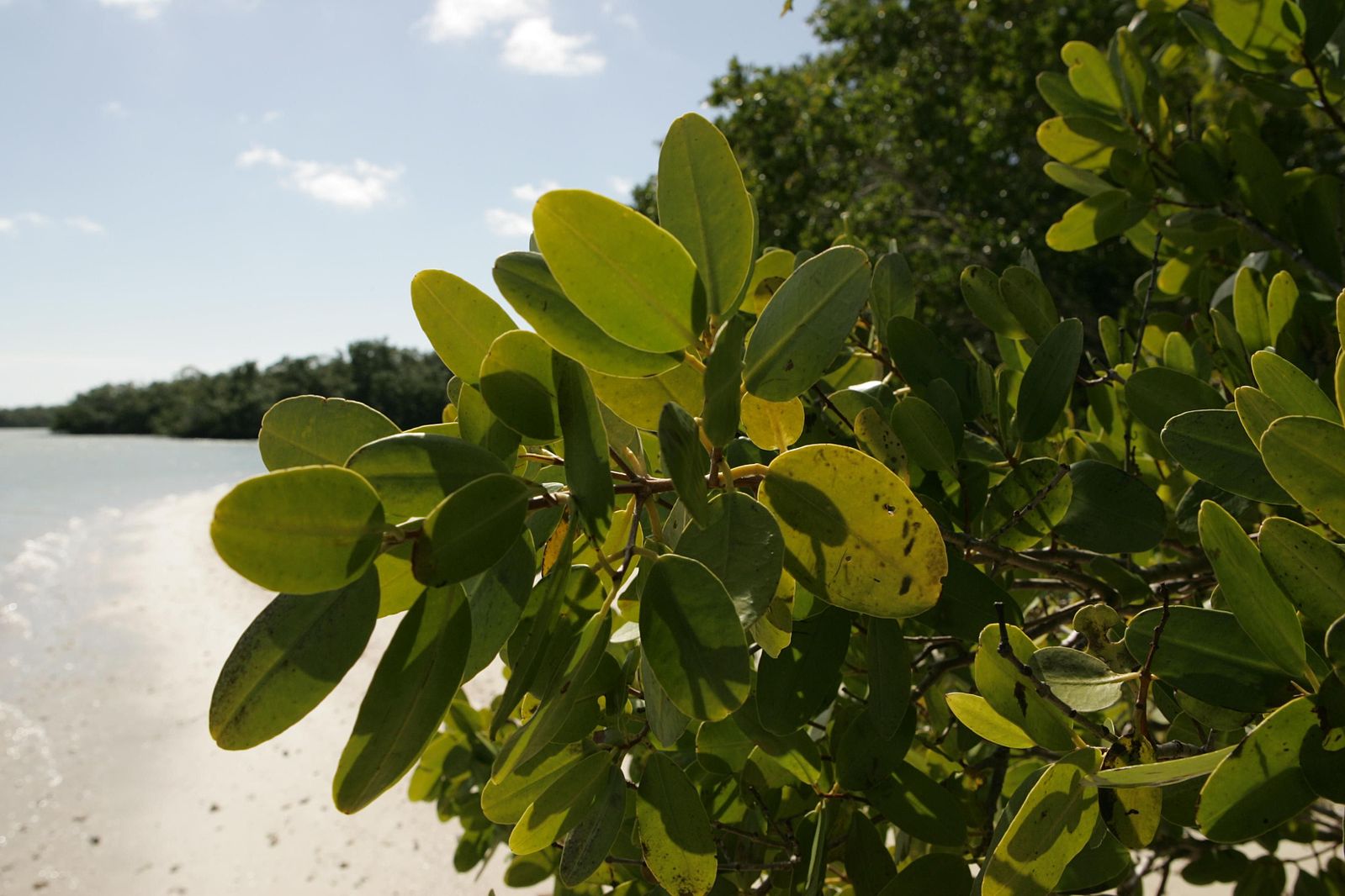 Close up view of red mangrove leaves.