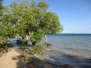 A white mangrove tree on a beach at the edge of water.