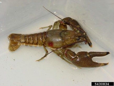 Nowhere to hide? An invasive crayfish species poses a threat to lake ...