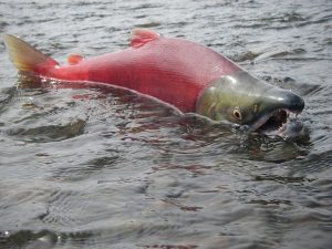 Migrating salmon. 