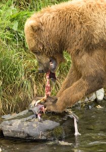 Brown bear consuming salmon.