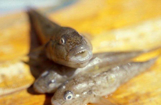 Small but complicated: Round goby males lead two different lives