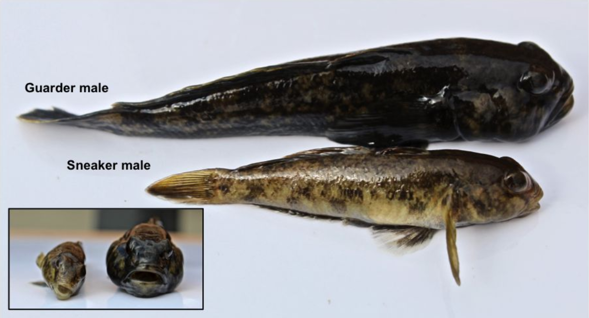 Small but complicated: Round goby males lead two different lives