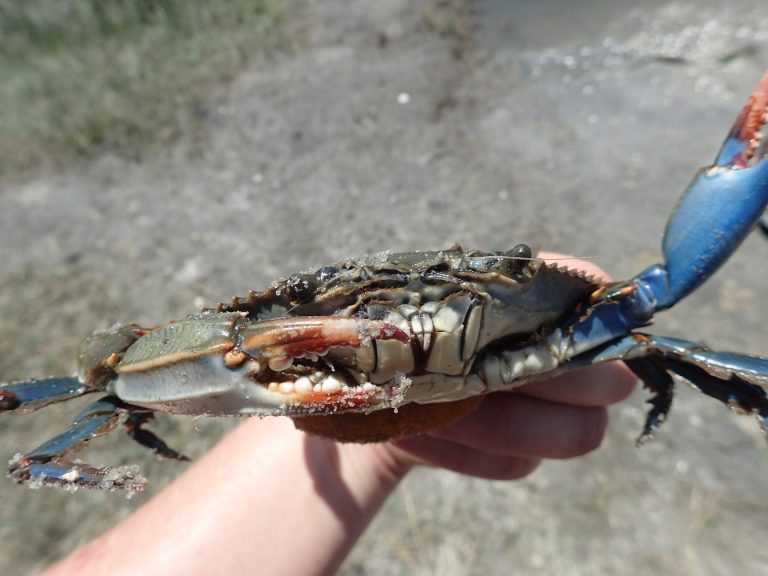 Importance of a marine conservation zone for blue crabs – Fish Habitat ...