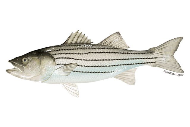 Discovering populations of Striped Bass by exploring their movement 