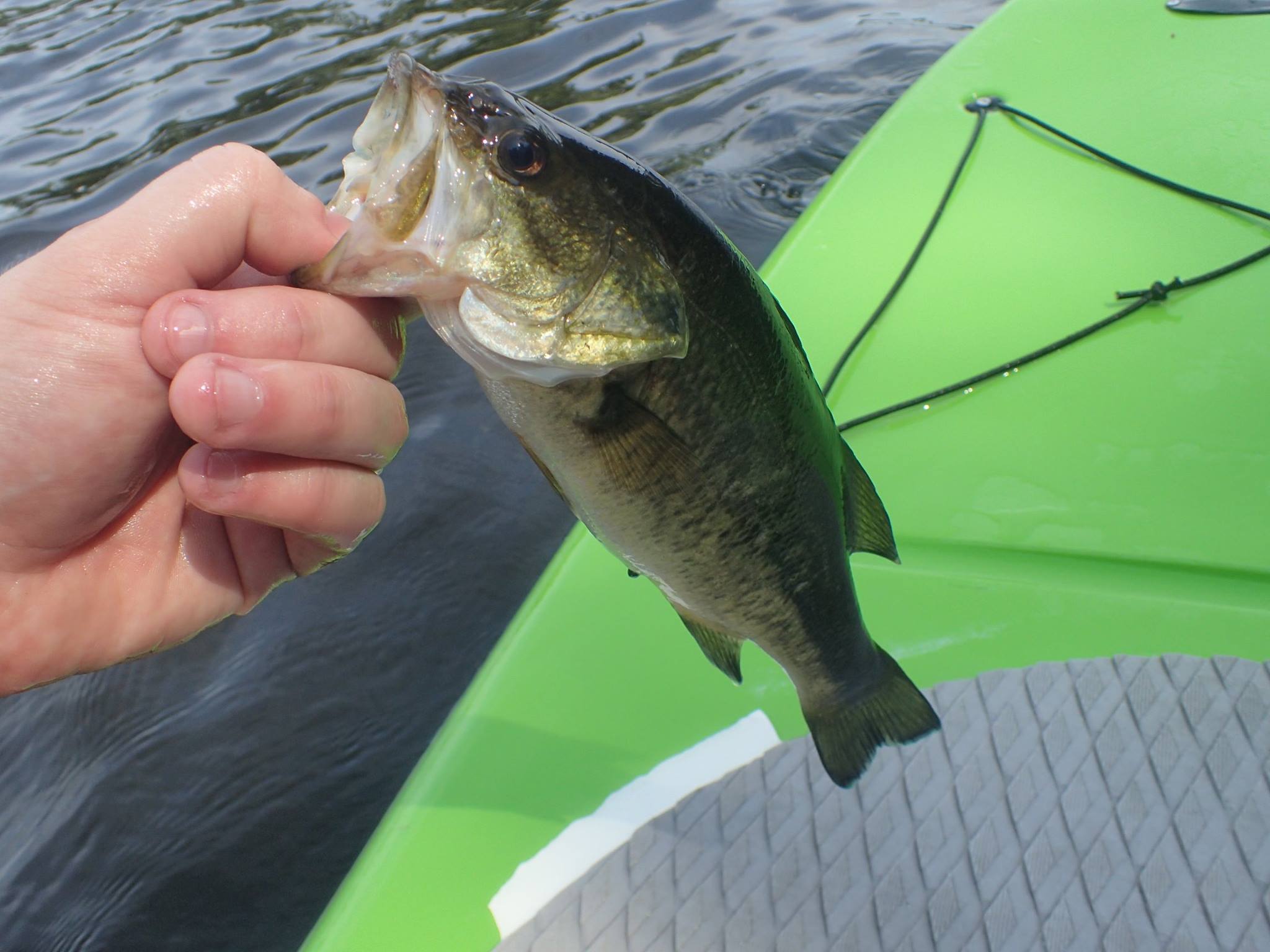 catching smallmouth vs largemouth bass
