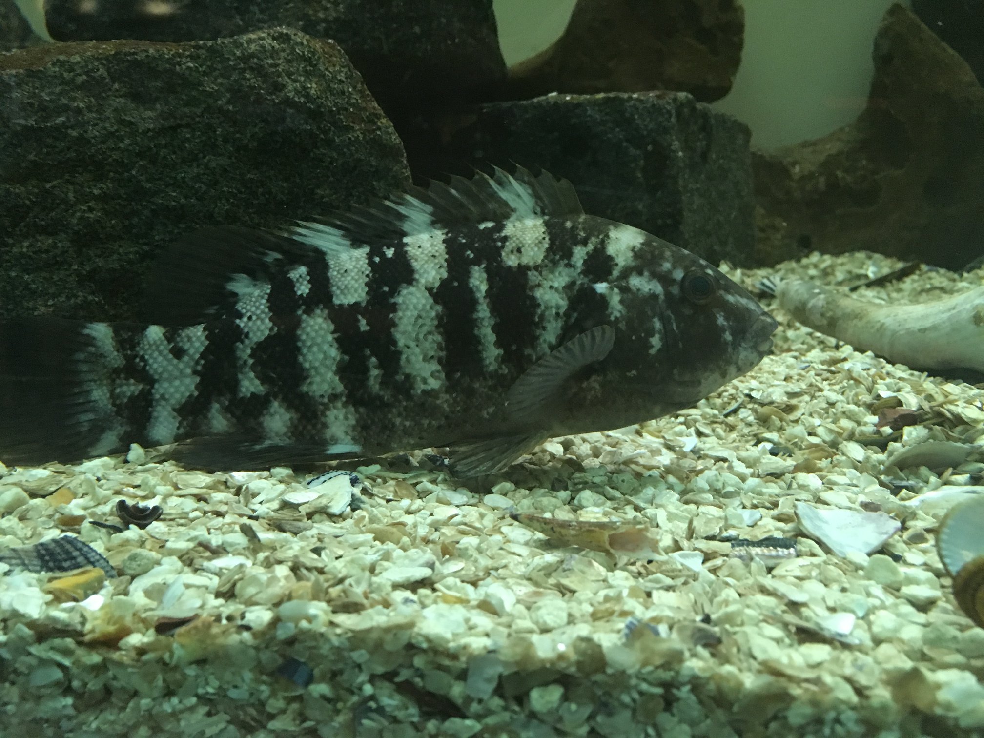 juvenile tautog