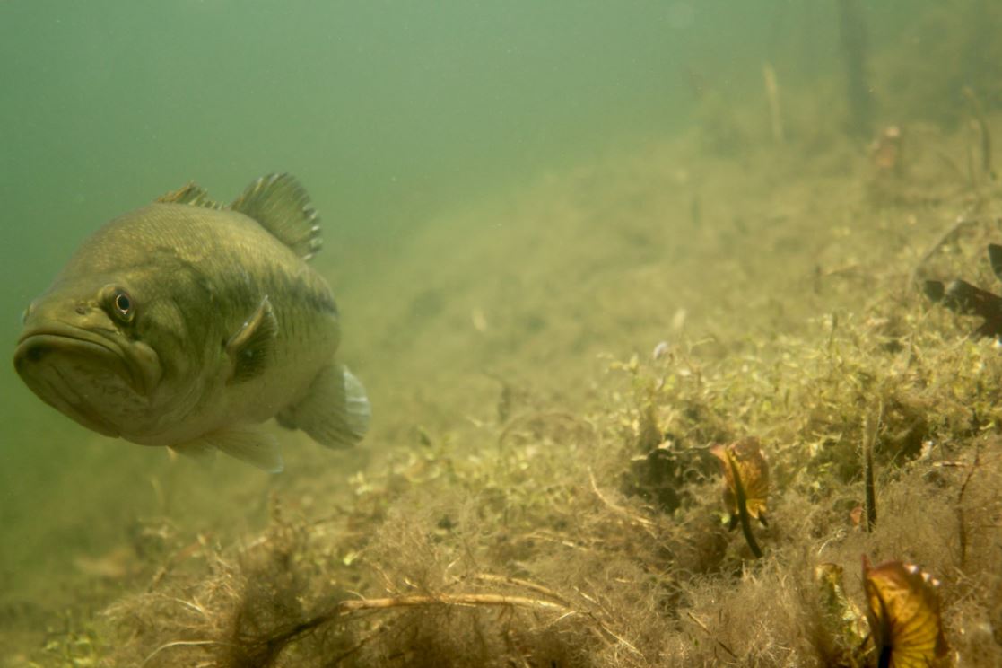 https://habitat.fisheries.org/wp-content/uploads/2019/12/Largemouth-Bass-Guarding-Nest.jpg