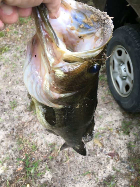 Angling for nesting largemouth bass can have negative effects on