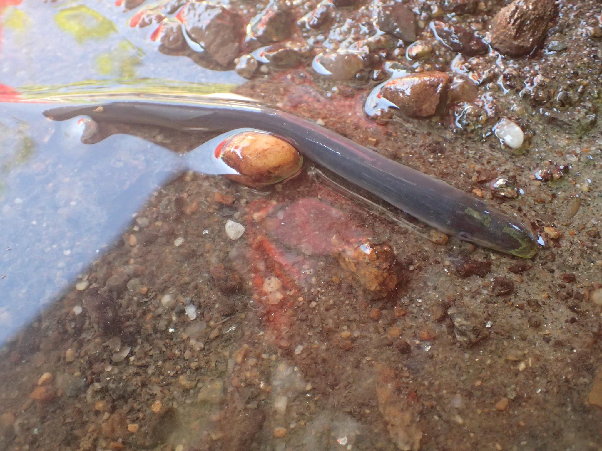 Sea Lampreys