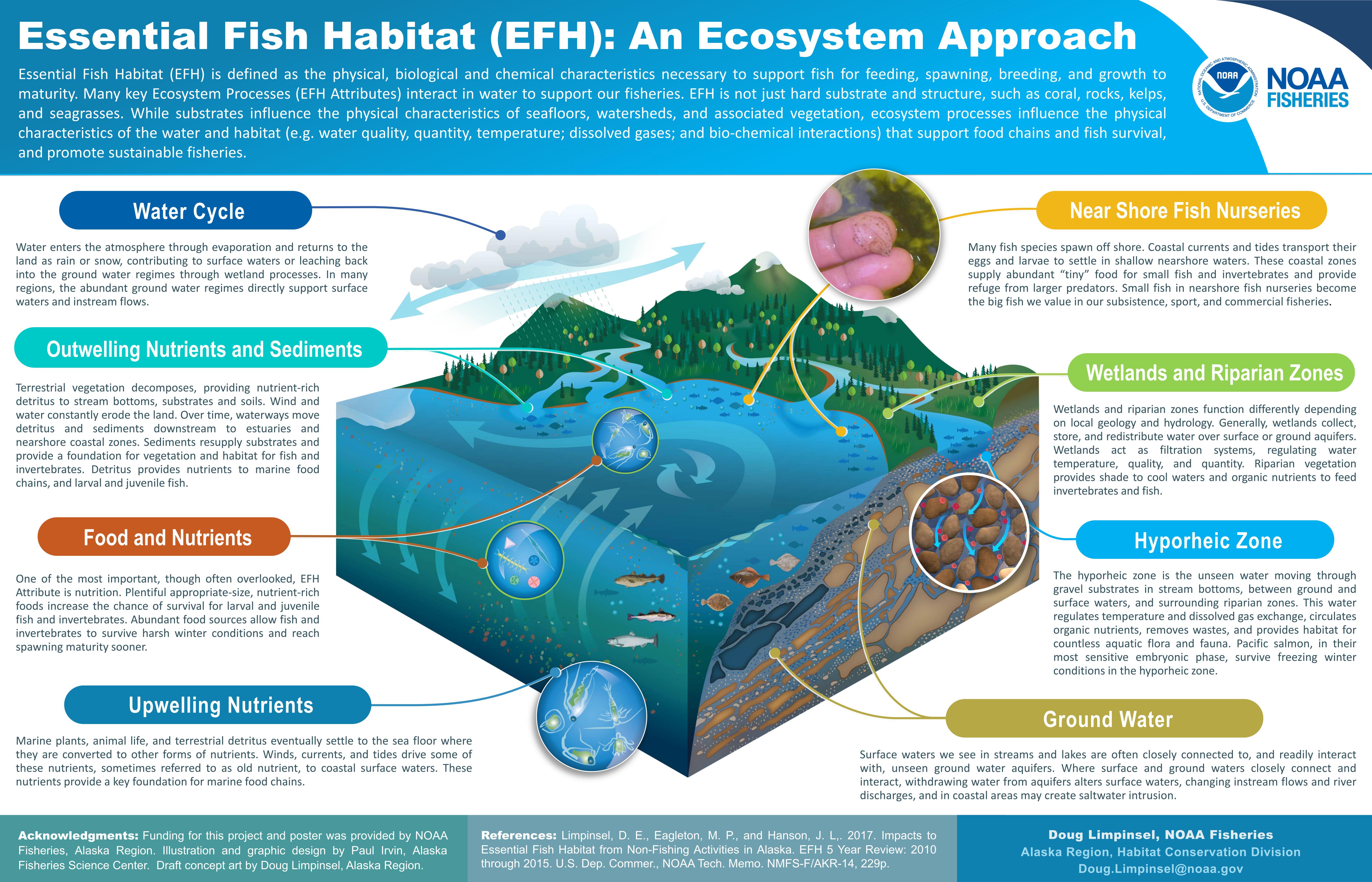 Superfish, Infographic: All About Billfish, Nature