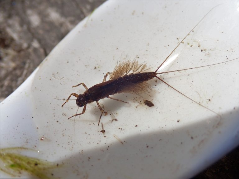 The importance of macroinvertebrates in freshwater streams – Fish ...