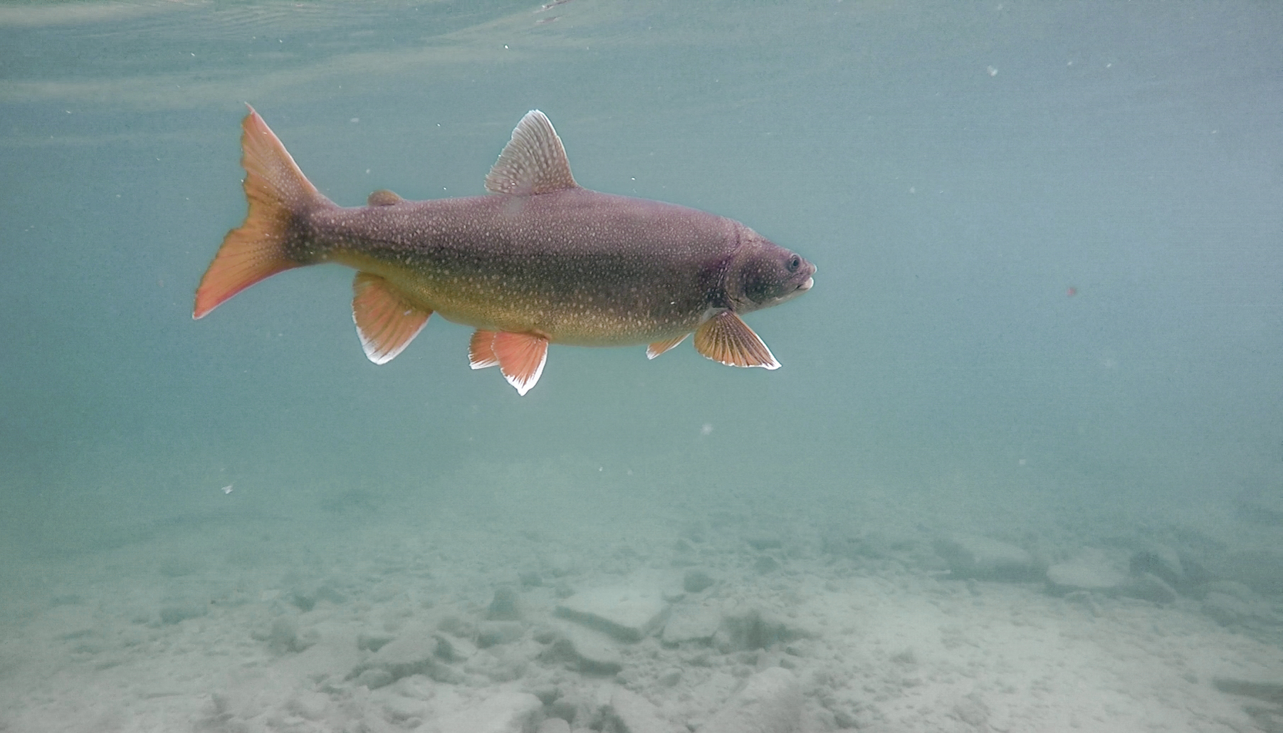 How Lake Trout Use Ocean Habitat – Fish Habitat Section of the