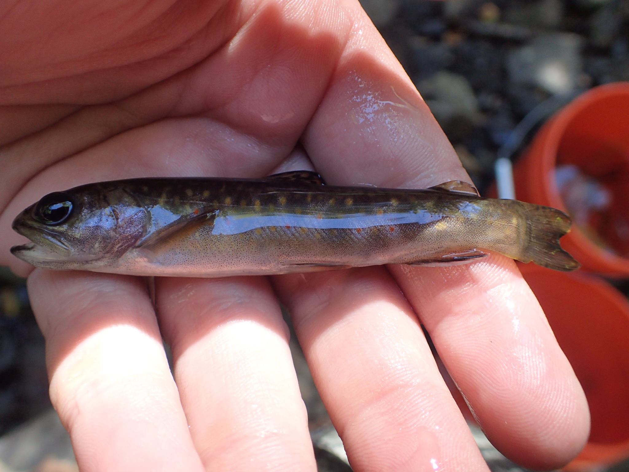 Trout Juvenile