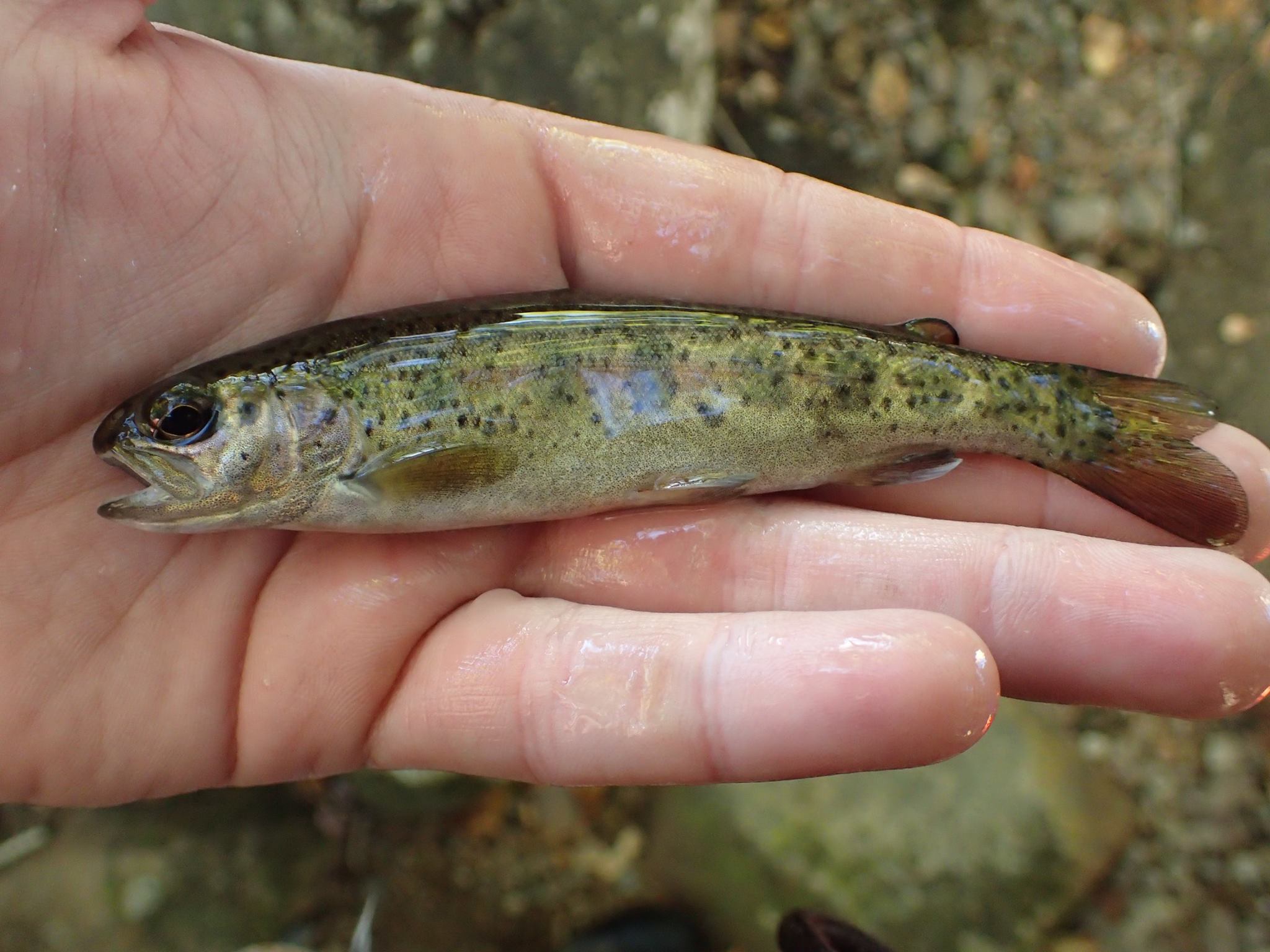 Rainbow trout, Freshwater, Spawning, Habitat