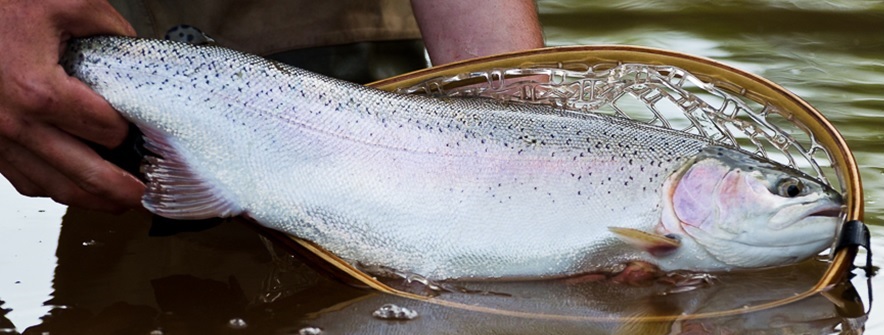 Habitat preferences and movements of non-native rainbow trout