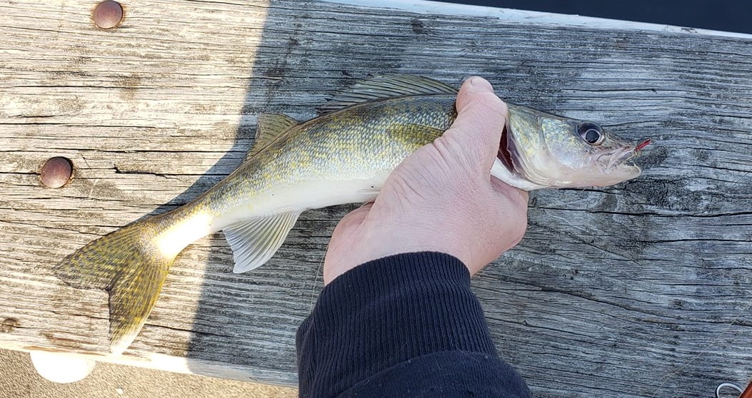 Walleye Populations Are Declining In Wisconsin Lakes Fish Habitat   Walleye 