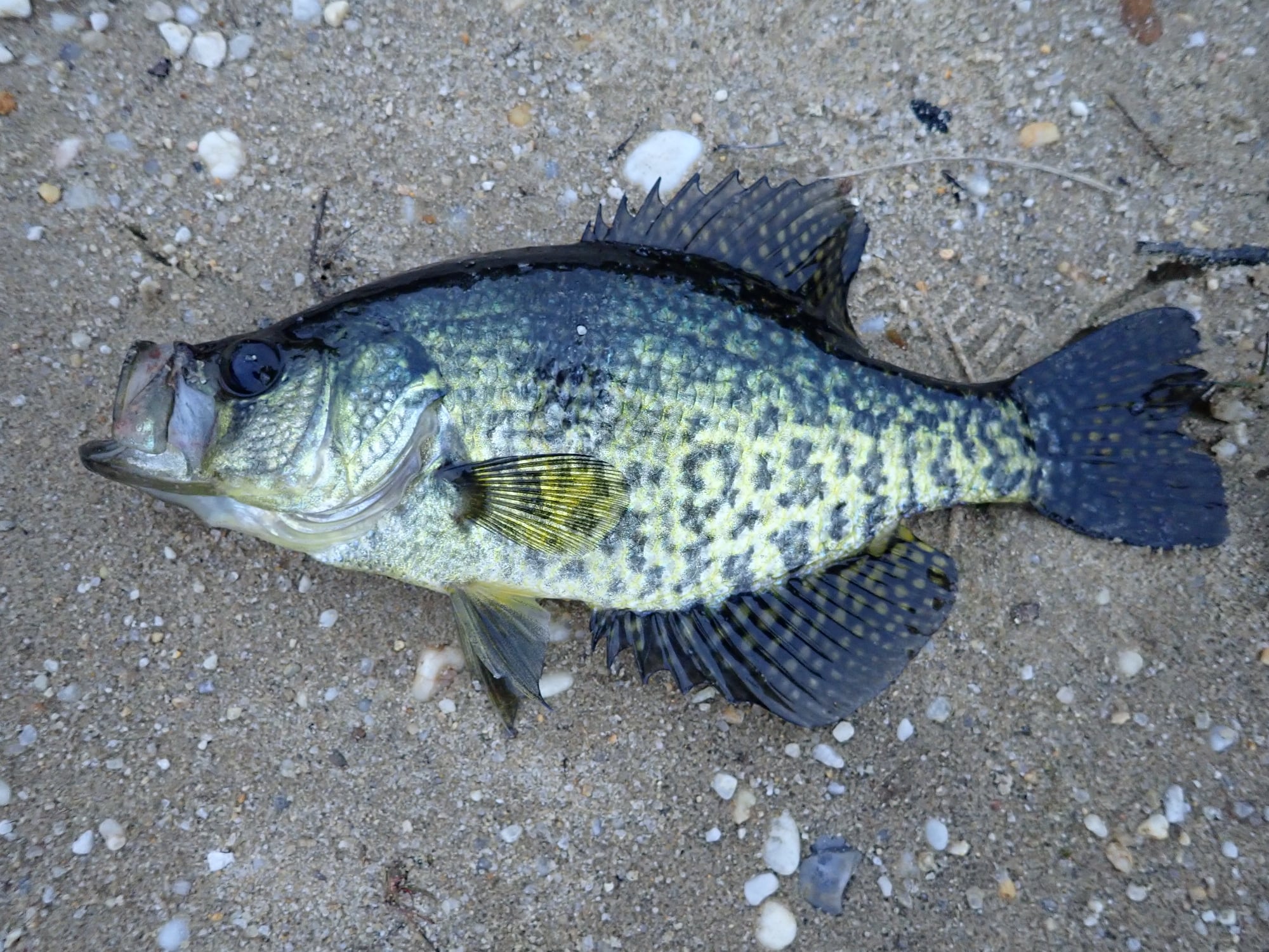 Potential competition between black crappie and invasive white