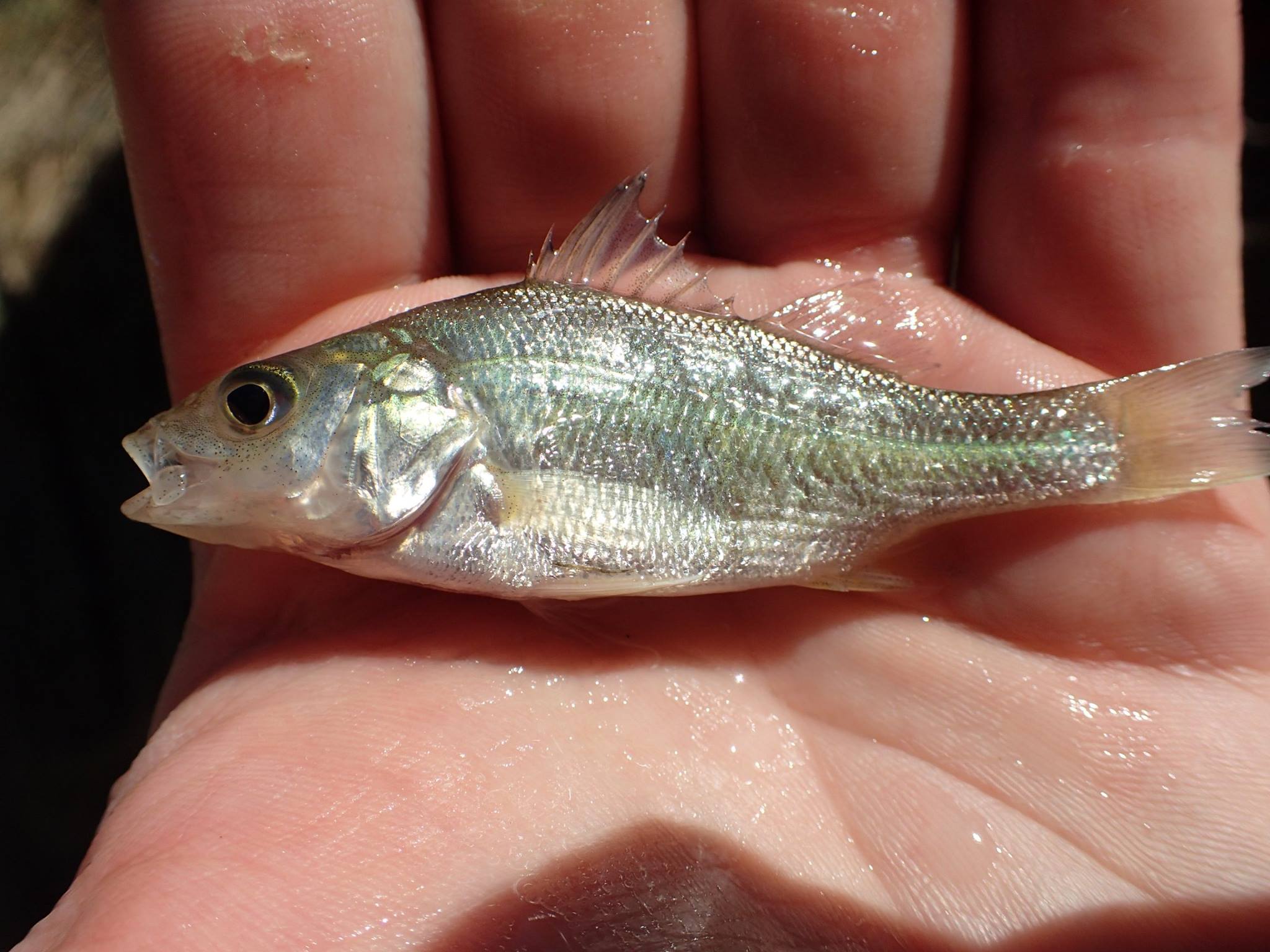 Freshwater Crappie