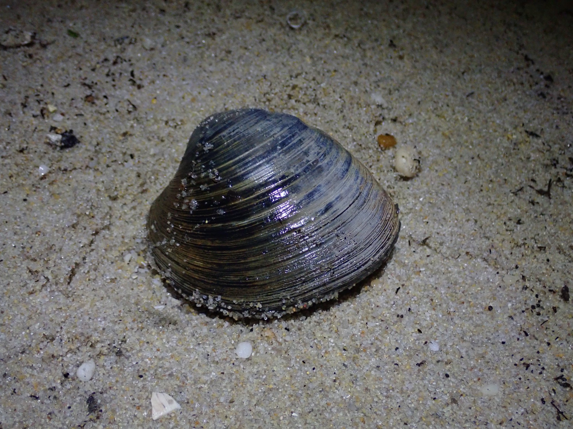 Clam habitat shop